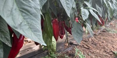 Freshly picked kapia peppers!