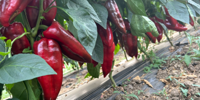 Freshly picked kapia peppers!