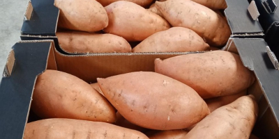 Sweet potatoes for sale Country of origin Egypt Goods