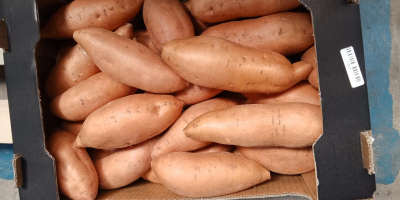 Sweet potatoes for sale Country of origin Egypt Goods