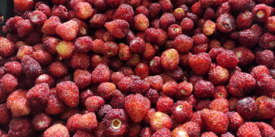 Instant frozen wild strawberries (fragaria vesca) for sale. Country