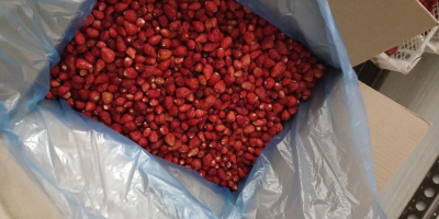 Instant frozen wild strawberries (fragaria vesca) for sale. Country