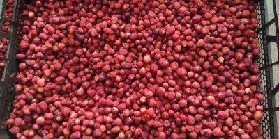 Instant frozen wild strawberries (fragaria vesca) for sale. Country