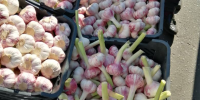 Fresh garlic is of very good quality and its