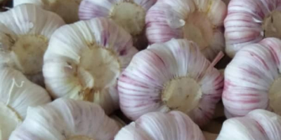 Fresh garlic is of very good quality and its