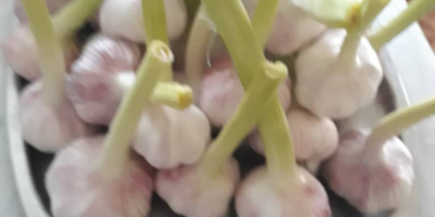 Fresh garlic is of very good quality and its