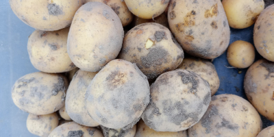 Potatoes Otolia, Red Sonia, Satina, Lili. Certified ecological product.