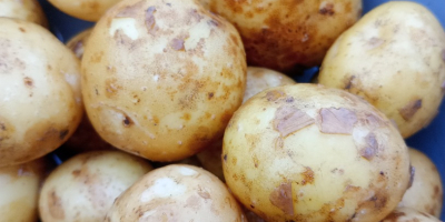 Potatoes Otolia, Red Sonia, Satina, Lili. Certified ecological product.