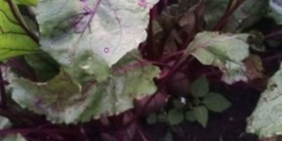 I will sell beetroots of various varieties, price, size