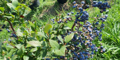 I am selling cultured blueberries for 5 euros per