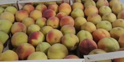 We offer peaches - more varieties from Macedonian and