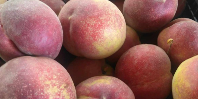 We offer peaches - more varieties from Macedonian and