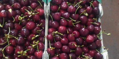 We sell cherries from Macedonian and Greek origin. Start