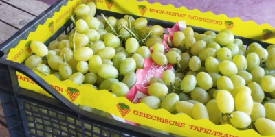 Grapes, more varieties from Macedonian, Greek and Moldavian origin