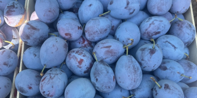 We offer quality plums for consumption, brandy, and processing