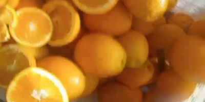 Moroccan juice oranges ..variety.maroc Lat