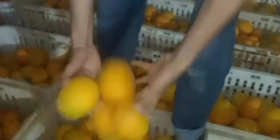 Moroccan juice oranges ..variety.maroc Lat