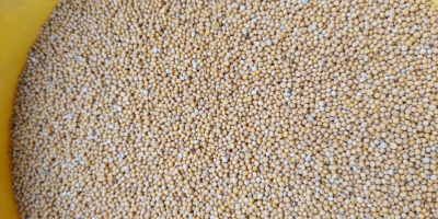 White mustard