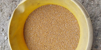White mustard