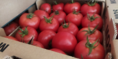 We have a truckload of tomatoes for sale, about