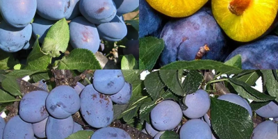 On sale plum varieties Stanley, Kabardinka, lipotisu, and others.