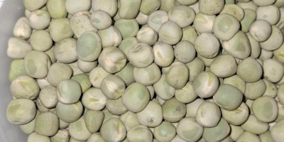 Green peas for sale. Large quantities. Origin: Republic of