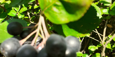 Aronia, American blueberries - Hand-picked (0 fertilizers!) Good morning,