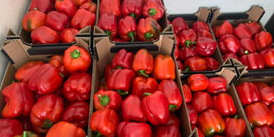 Der Hersteller verkauft Paprika der Klasse 1 und 2