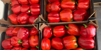 Der Hersteller verkauft Paprika der Klasse 1 und 2