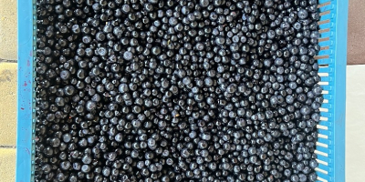 I will sell wholesale quantities of fresh blueberries. Forest