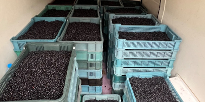 I will sell wholesale quantities of fresh blueberries. Forest