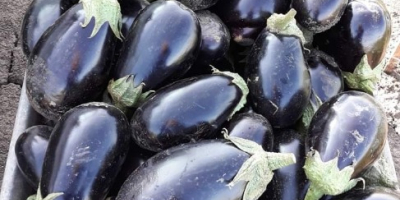 Selling aragon eggplants in large quantities for processing or