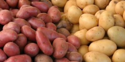 Edible potatoes for sale: Belarosa, Red Fantasy, Colomba, Otolia,