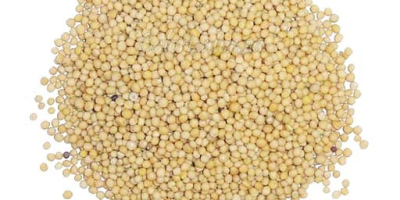 The DARI NEBES srl company has white mustard for