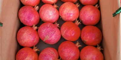 Fresh pomegranate fruits export from Uzbekistan season starting from