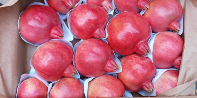 Fresh pomegranate fruits export from Uzbekistan season starting from