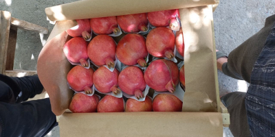 Fresh pomegranate fruits export from Uzbekistan season starting from