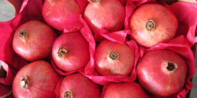 Fresh pomegranate fruits export from Uzbekistan season starting from