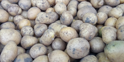 I will sell edible potatoes, Gala and Korona varieties.