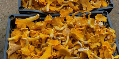 We sell chanterelle, big quantities. Price can be lower