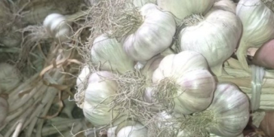 Hallo, ich verkaufe 600.000 Stück Winterknoblauch der Sorte Harnaś