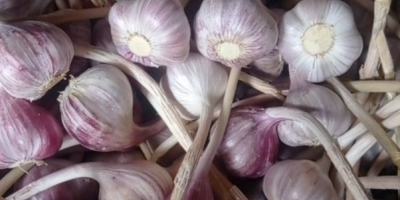 Hallo, ich verkaufe 600.000 Stück Winterknoblauch der Sorte Harnaś