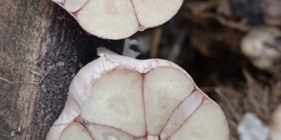 Hallo, ich verkaufe 600.000 Stück Winterknoblauch der Sorte Harnaś