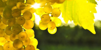 I sell grapes - wine varieties - Muscat Otonel,