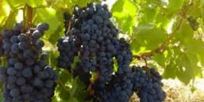 I sell grapes - wine varieties - Muscat Otonel,