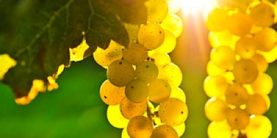 I sell grapes - wine varieties - Muscat Otonel,