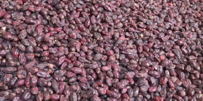 rosehip dried export from Uzbekistan packing bag and box