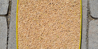 Yellow millet 2024 clean-selected 25 tons 0.4€/kg Serbia, Zrenjanin