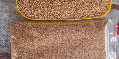 Yellow millet 2024 clean-selected 25 tons 0.4€/kg Serbia, Zrenjanin