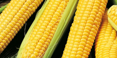 Compro mais dolce in grandi quantità Maggiori dettagli via